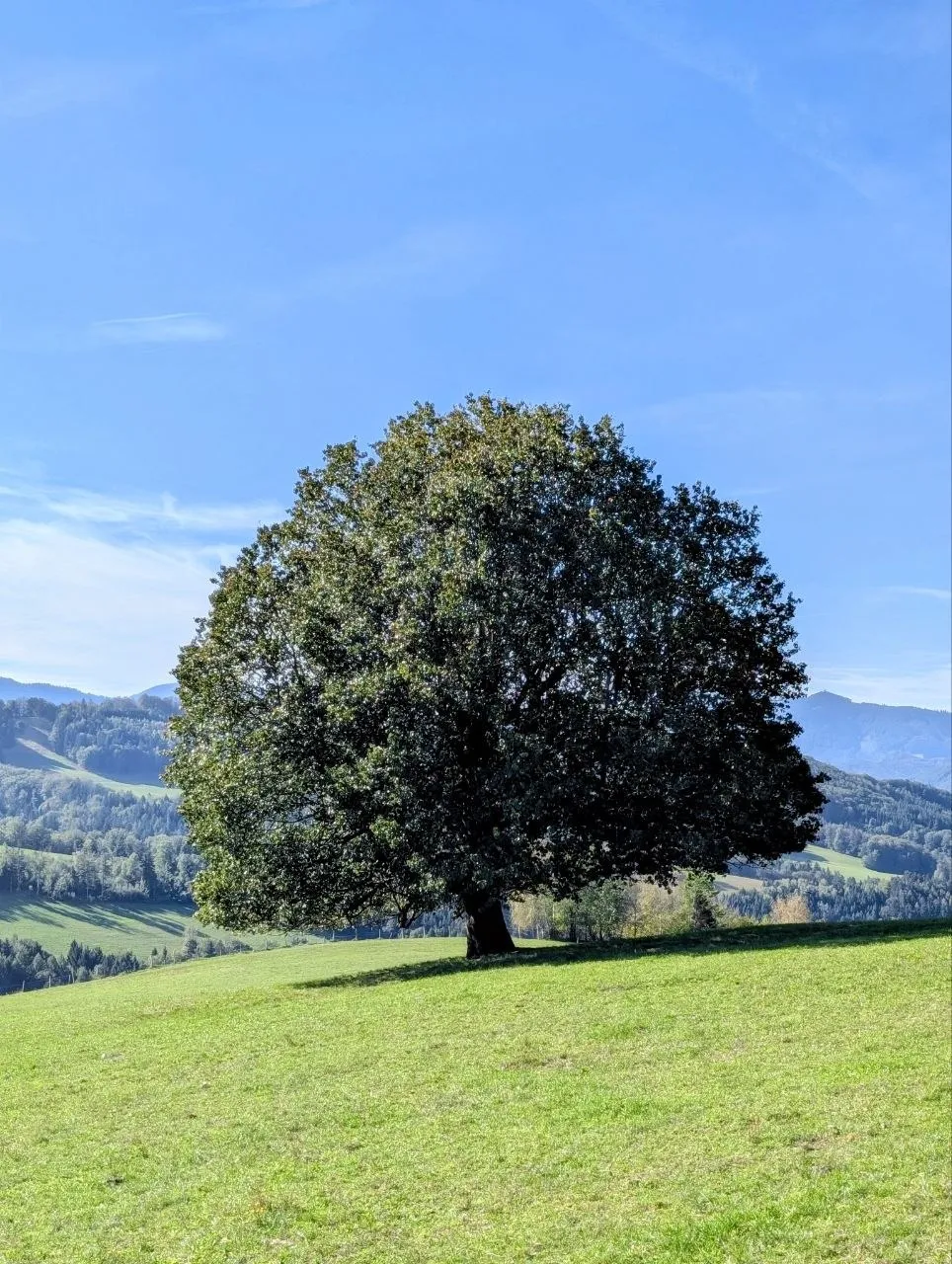 Ein großer, runder Laubbaum allein auf einer grünen Wiese unter blauem Himmel
